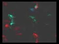 belladonna-black-swan-video.html