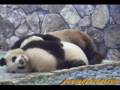 videos de Panda Twin Begin to climb MAMA  双子の子パンダ・ママ登り