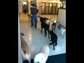 The Local Bark   Orangevale Elk Grove Roseville Folsom Fair Oaks Dog boarding daycare training kennel