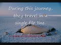True and sad facts about the emperor penguin