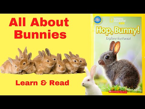 Bunny Rabbit facts! All about Bunnies!