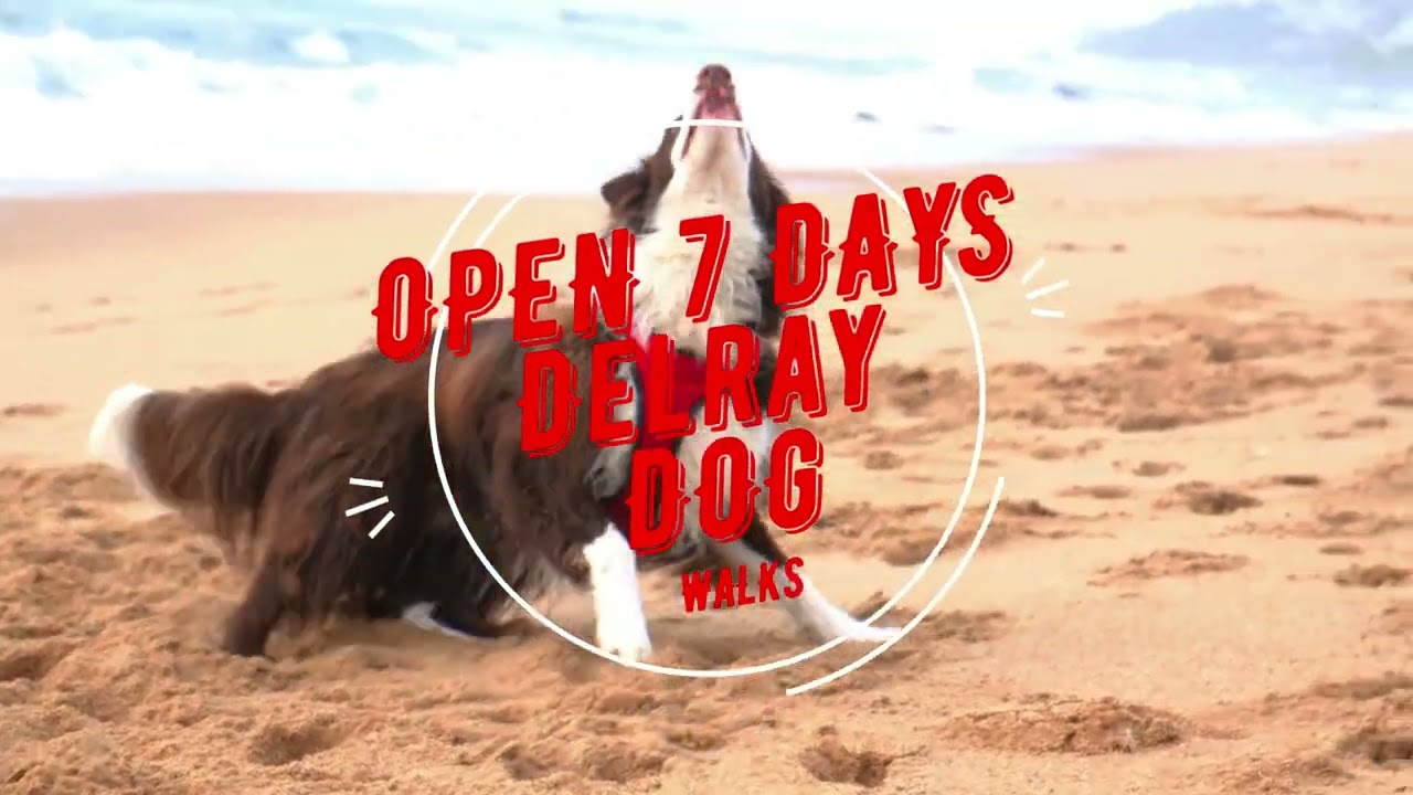 Delray Dog Walks on Saturdays