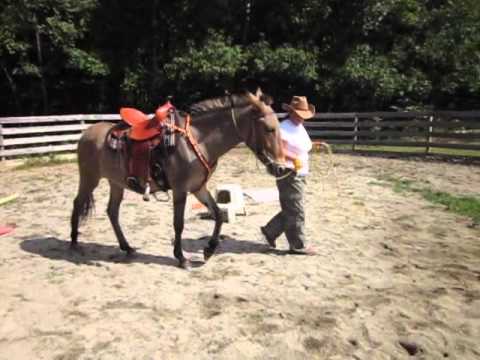 how to train mules