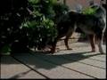 Breed All About It - Australian Shepherd