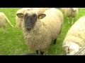 Schafe lustig bääähhh Bauernhofgeräusche - Schaf, Lamm, Schafbock, die ganze Meute