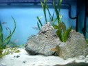 50G Tanganyika Bob Marley Natural Mystic version