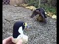 Peregrines behavior / Wanderfalken reagieren auf Farbe&Form Peregrines behavior / Wanderfalken reagieren auf Farbe&Form