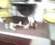 videos de Ludvig er nysgerrig