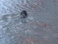 Wasser - Borderlike
