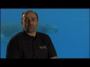 Jean-Jacques Mantello, director of DOLPHINS AND WHALES 3D