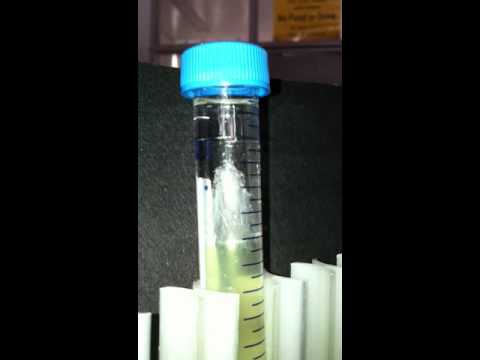 how to isolate dna from cheek cells
