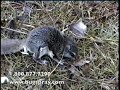 Flying squirrel extreme closeup