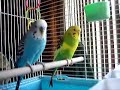 My birdies