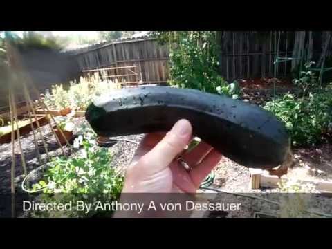 how to transplant zucchini