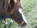 How-to-insult-a-hors