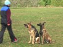 Red Star dog training Red Star dog training