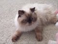 Re: MEAN KITTY - How To Annoy Your Cat... The Nice Way!