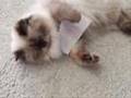 Re: MEAN KITTY - How To Annoy Your Cat... The Nice Way!