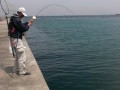 チヌ落し込み釣り３ 軟調竿ハリス０．８号