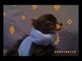 mi perrita estrella