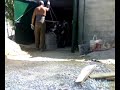 ratos do esgoto