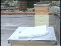 A Washington DC Hotel has become another outpost of 'Urban Bee-Keeping'. As the bee population declines, keeping urban bees is growing worldwide. Wyatt Andrews reports. ... cbsepisode urban bee keeping wyatt andrews honey hotels washington dc 