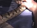 Timber Rattlesnake (Crotalus horridus) research project Timber Rattlesnake (Crotalus horridus) research project