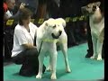 World dog show 06 - Champion class
