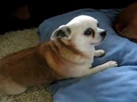 pittbull
