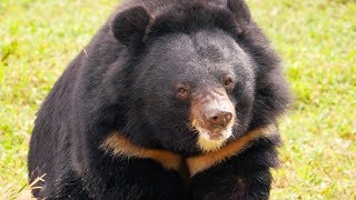 Behind the scenes at the sanctuary ending bear bile farming