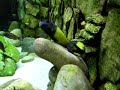 Ikola spawn