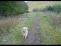 A New Life for Wolfie (Pomeranian)