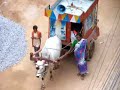 Bhakti in Bullock Carts