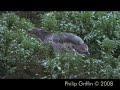 Australasian Bittern