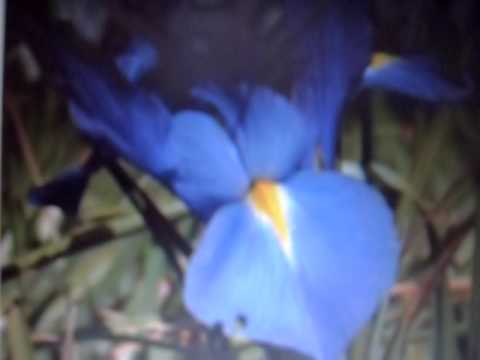 how to transplant dutch iris