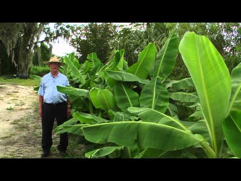 how to fertilize banana trees