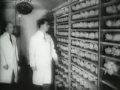 Jonas Salk Newsreel Polio Vaccine Discovered Stock Footage2.rv