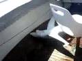 shark fishing in the algarve - 200 lb blue shark caught