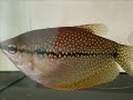 Uk Discus show 2007