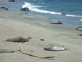 Elephant Seal