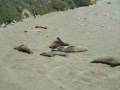 Elephant Seal