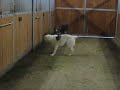 Central Asian Shepherd Dogs - at play (1/2)