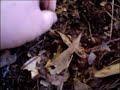 Metal Detecting Chronicles: Columbia, S.C. Bates Park