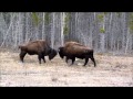Buffalo Viewing with North Star Adventures August 2011.wmv