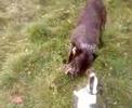 topdoggis.de.tl