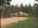 Leva de gado de SC à fronteira do PR Leva de gado de SC à fronteira do PR