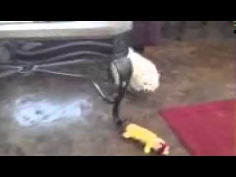 Miss Pink in her video debut