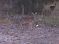 Deer! Deer!