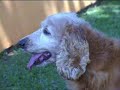 Programa Animais na Tv - Bado e Feliciano