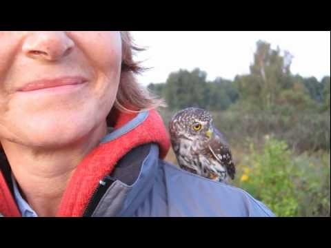 Pygmy Owl - The two Pygmy owls that we ringed this morning (31/8-11) and the release of them both.